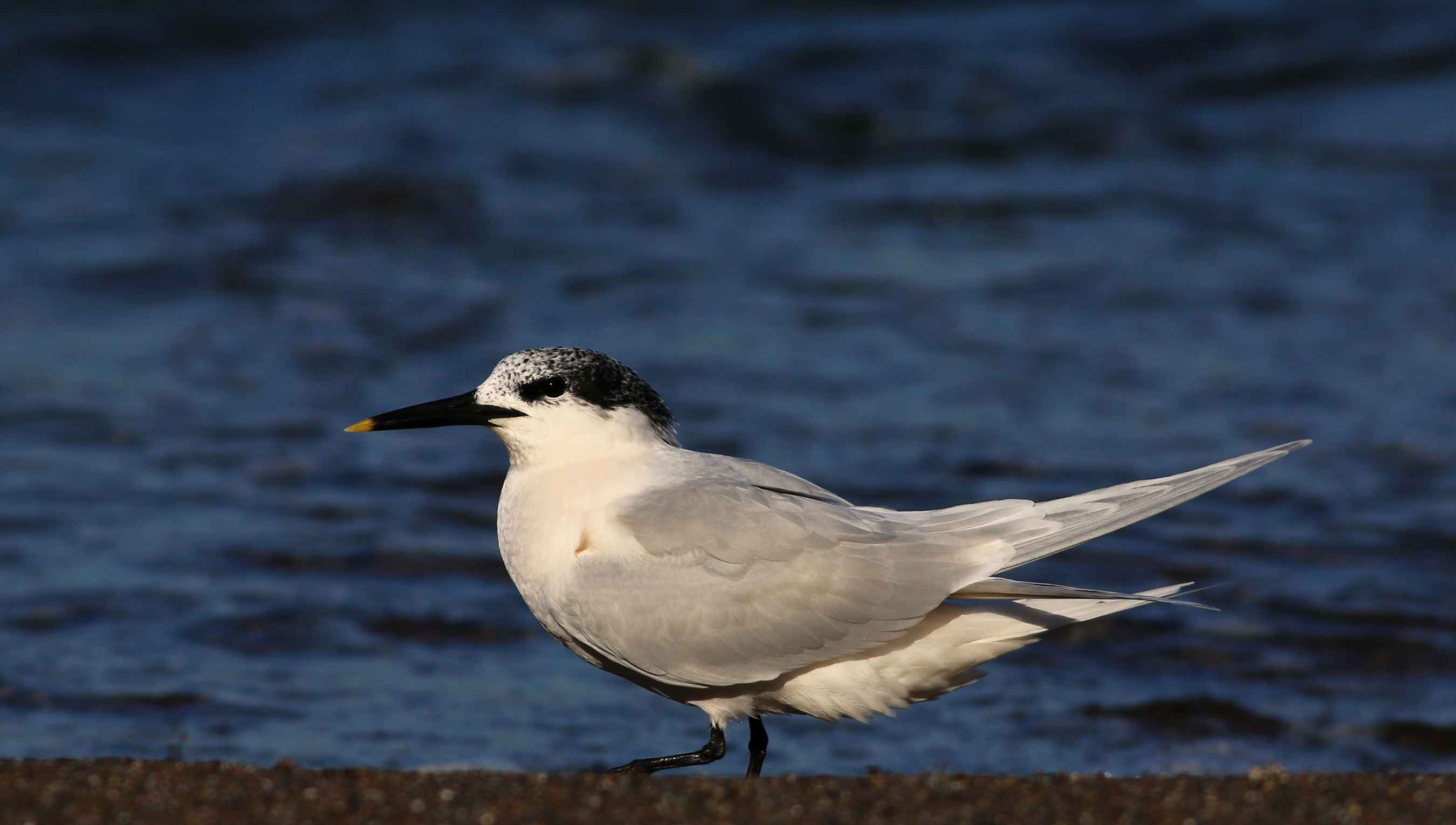 Sandwich Tern